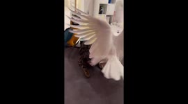 Parrot teases cat on sofa in China