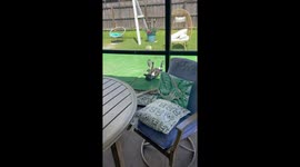 Dog in wheelchair rescued after flipping over in Florida, USA