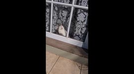 Cat enjoys sunny nap by the window in Montes de Oca, Argentina