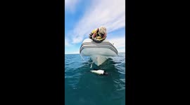 Young orca swims playfully beneath boat in Playa Union, Patagonia, Argentina
