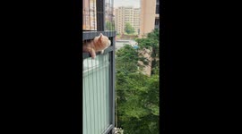 Cat curiously watches the sky from balcony in Guangdong, China