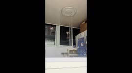 Cat tries to escape on window screen in Beijing, China