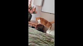Clumsy cat struggles to jump onto table in Shaanxi, China