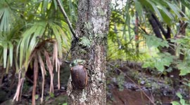 China: Rare beetle discovered in Shaanxi Province