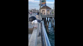 Thirsty Seagull Asks For Help With Dry Spigot