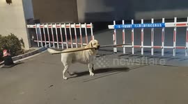 Hapless dog carrying stick in its mouth foiled by narrow gap in gate
