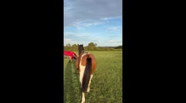 Brown horse steals white horse’s bucket in Bishop Auckland, UK