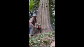 Cutting Down a Huge Cedar Tree