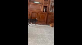 Very Carefully Taking the Ball From His Sister