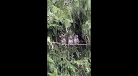 Three Owls Perch On Tree Branch