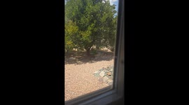 Bunny Cooling Off in the Arizona Heat