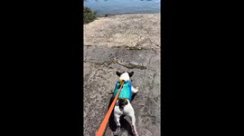 This Is How Much Bugsy Loves the Water