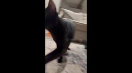 Void Cat Covered In Sparkling Glitter