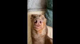 Doberman Faking Sleep to Get Out of Bath Time