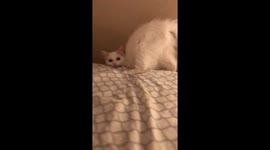 Cat Does Front Flip Off Bed