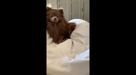Pomeranian Joins The Hands-In Trend