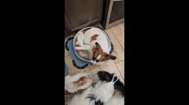 Dog Takes Water Bowl Bath