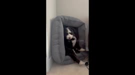 Forgot to Put the Dog Bed Back After Vacuuming