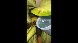 The Plant's Water Tastes Better