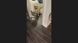 Mr. Knox the Golden Got Into Some Mischief