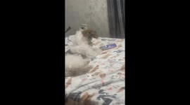 Trained the Dog to Go Through His Phone