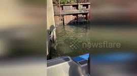 US: Stranded Dog Rescued From Chicago River Drainpipe