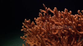 US: Vibrant Deep-Sea Coral Reefs Discovered Off Uruguay