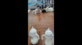 The Crawler vs. The Roller