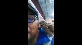 Little owl love to stand at shoulder then bite  my gray hair