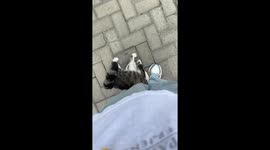 This Cat Just “Adopted” a Human