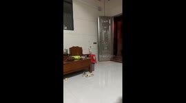 A Cat’s Great Leap and Fall