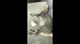 Chick: I Can Fly Now!