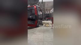 Moment dog refuses to board cable car