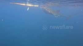 Snorkeler swims away as whale shark opens its jaws towards her