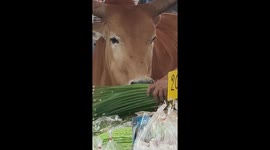 Cow wanders into market and munches on food being sold