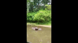 Hippo's not hungry! Beast spits out cabbage tossed into its mouth
