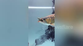 Small turtle hitches a ride inside fish's mouth