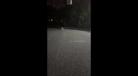 Cat startled by friend’s sneak attack in Liaoning, China