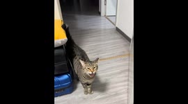 Cat accidentally scares itself with door in Shanxi, China