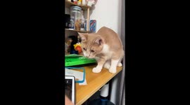 Cat reacts to sticky tape sound in Beijing, China