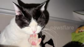 Cat calmly grooms its nails in Shaanxi, China