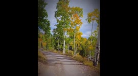 Serene autumn forest near Fish Lake in Utah, USA
