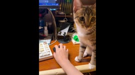 Cat demands attention by sitting on owner’s arms in Beijing, China