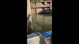 Chicago Police Marine Unit Rescues Dog From River Drainpipe