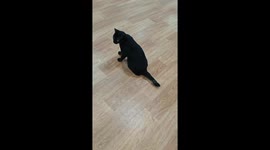 Kitten's Energetic Forward Roll