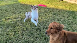 Frisbee Frenzy Gone Wrong: Derpy Dog Ploughs Into Unsuspecting Golden!