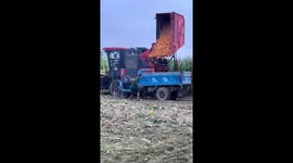 Massive corn harvest unload nearly hits worker in Henan, China