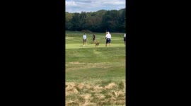 Golden Retriever Goes Full Happy Gilmore