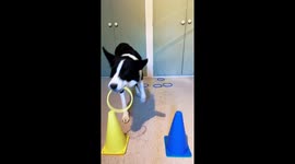 Can Simba Sort the Rings by Color?