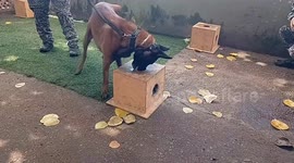 Brazil: Police dog unit trains for international events in Rio de Janeiro